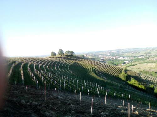 Domus Langhe B&B