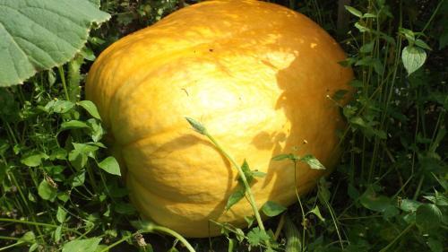 Gospodarstwo Agroturystyczne ,,przy Siole''