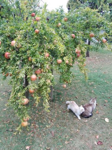 Agroturismo Fattoria Di Rigone