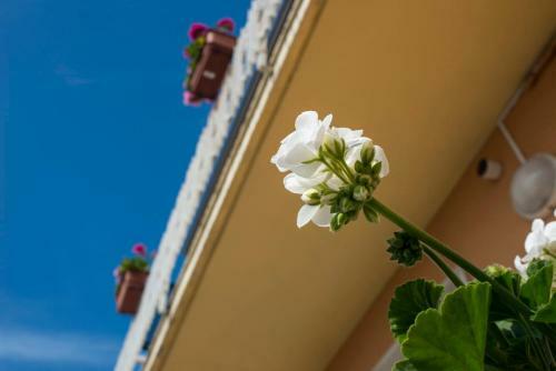 Hostal Affitta Camere Elena