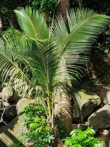L'�let Paradise