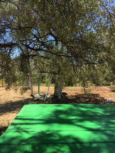 Olive Camping