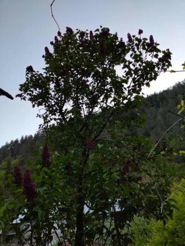 Bed & Breakfast Guest House Gogias Cixe