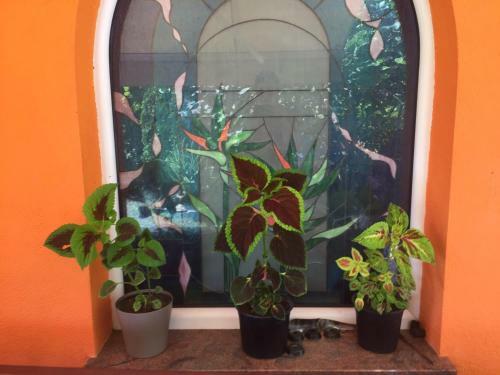 Apartamento Villa Galeria Pestani Ohrid