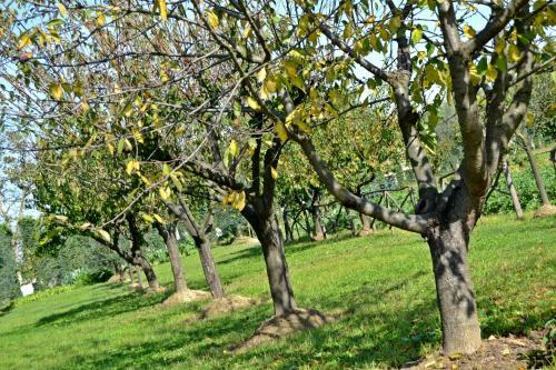 Agroturismo Cevoli Country Resort