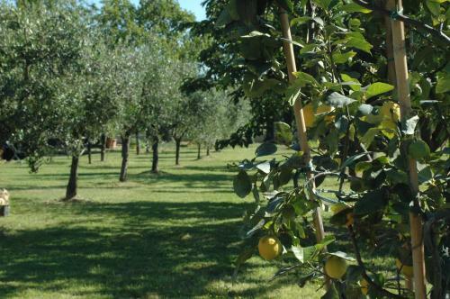 Agroturismo Cevoli Country Resort