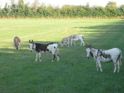 Bed & Breakfast La Marronni�re Des Gadeaux