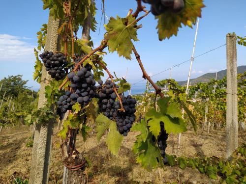 Casa Vacanze Il Vigneto: Tra Mare E Natura 2