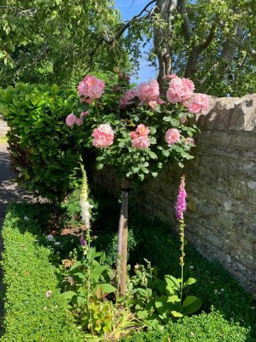 Bed & Breakfast Parsnips House Bnb Glastonbury