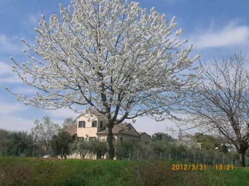 Bed & Breakfast I Ciliegi