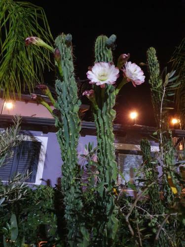 Hostal Villa Margot