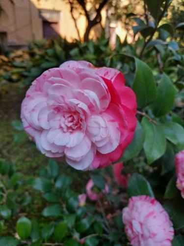 Apartma Nevi