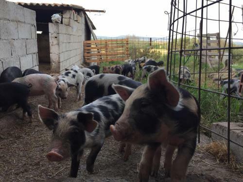 Agroturismo Agriturismo Su Meurreddu