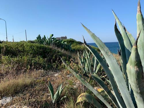 Villa Salento Localit� Torre Ovo - Villa Cice