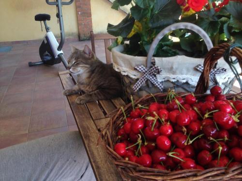 Bed & Breakfast Quattro Gatti