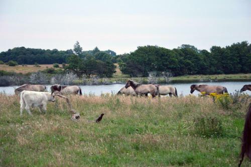 Ferienhaus Mein Ostseepl�tzchen Am Meer 8