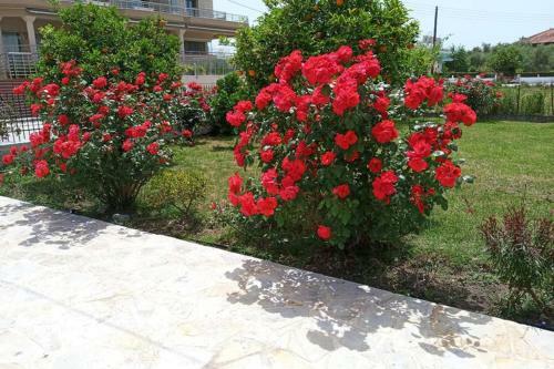 Sunny Garden House By The Sea