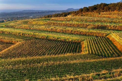 Agroturismo Wine Resort Villagrande