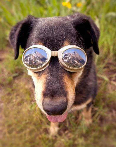 Pooches Paradise Location Elk Ave Dog Friendly