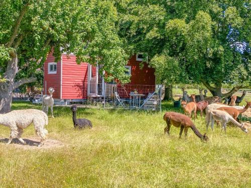 Agroturismo Tiny House Auf Der Alpaka Farm