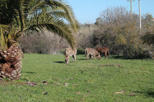 Agroturismo Agriturismo Su Recreu