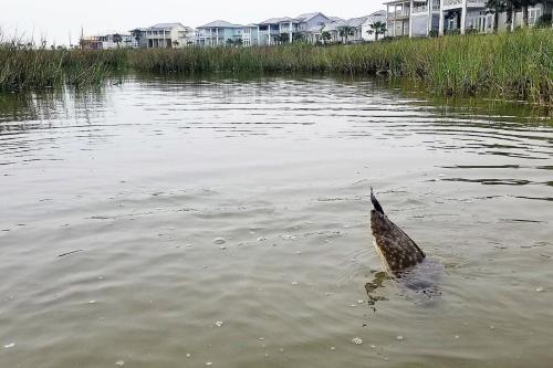 Foxtail Poolside Escape Reserve At St Charles Bay