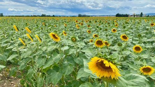 Agroturismo Vakantieboerderij Les Champys