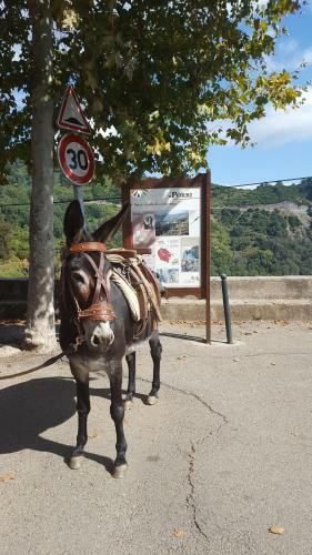English Club In Corsica B&B