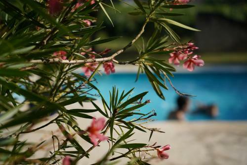 Hostal Maison D�h�tes Le Mas Des Vignes
