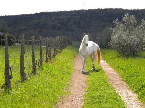 Agroturismo Agriturismo Podere Borgognano