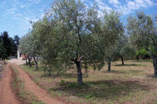 Agroturismo Agriturismo Il Pavone