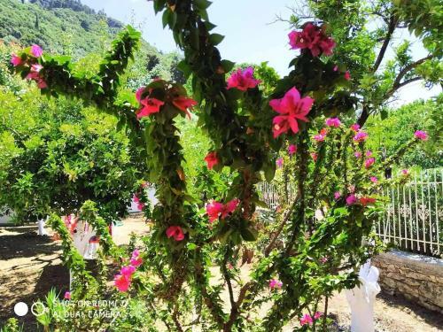 Oleander, 100m From The Center And The Sea