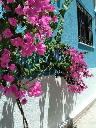 Hotel Casa Magnolia Boutique Rooms