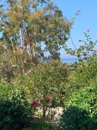 Apartamento Pleiades Samos