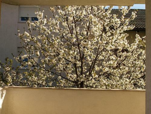 Apartamentos Ivana 2