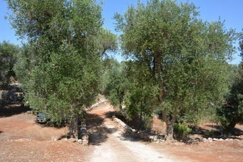 Agroturismo Tenuta Trullo Alto