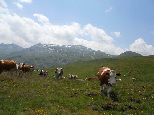 Hostal Tofererhof