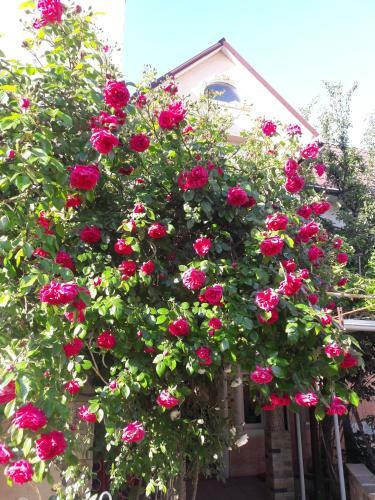Hostal Guest House Cozy Near Arcadia