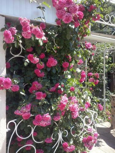 Hostal Guest House Cozy Near Arcadia