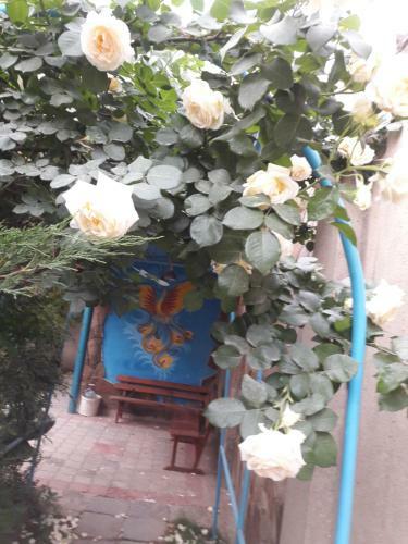 Hostal Guest House Cozy Near Arcadia