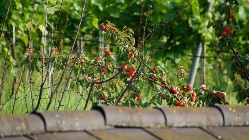 Bed & Breakfast Weinbau Und G�stezimmer Pammer