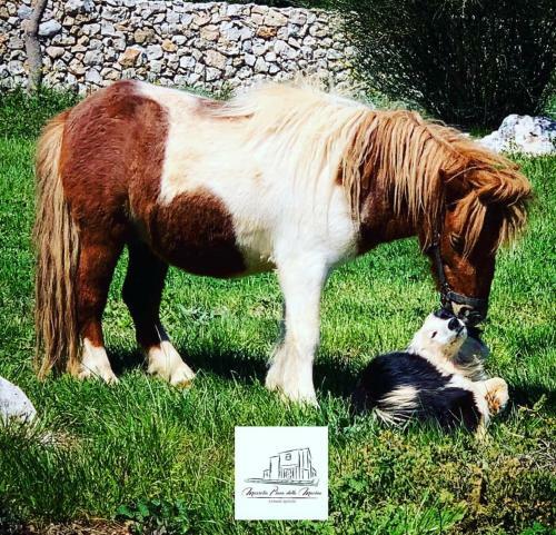 Bed & Breakfast Masseria Piana Della Macina