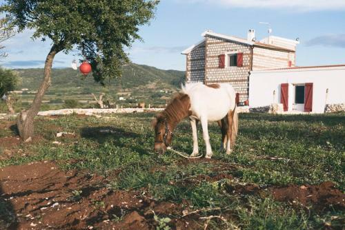 Bed & Breakfast Masseria Piana Della Macina