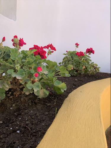 Encantador Apartamento-c�ntrico-con Amplio Jard�n