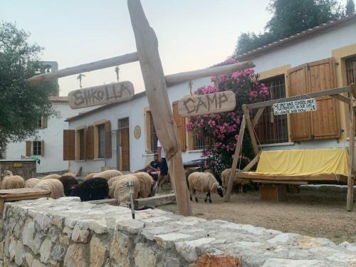 Shkolla Hostel & Camping