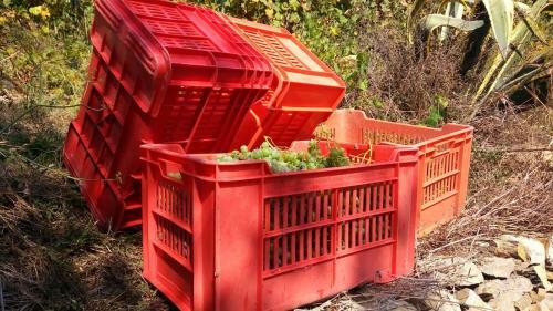 Apartamento Agriturismo Terre Verae