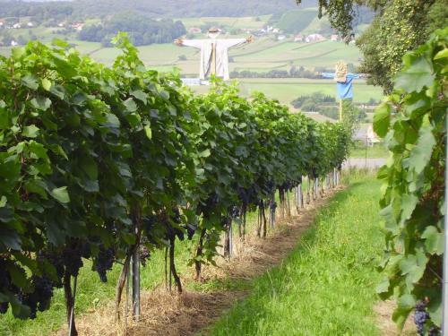 Apartamento Appartement Weingut Schoberhof