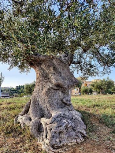 Apartamento Dimora D'errico - Monolocale Nel Centro Storico