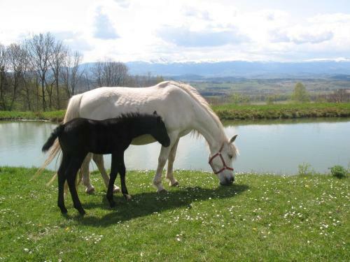 Agroturismo Sza?as Muflon - Mufflonh�tte