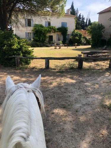 Hotel Le Mas Blanc
